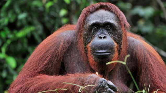 Illustration for article titled Put Down The iPad And Go Shave An Ape! 6 Awesome Things ’90s Kids Grew Up Doing To Orangutans That Kids Today Are Totally Missing Out On